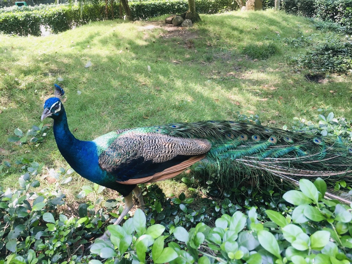 Điểm tham quan thú vị Thảo cầm viên  